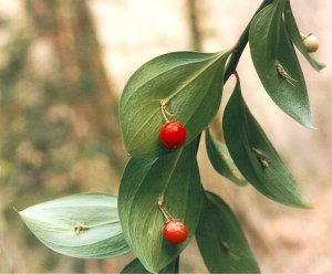 Ruskus îngrijire, cultivare, udare, plantare acasă