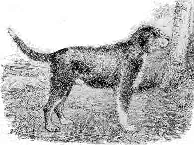 Російська Брудастого гончак - опис, походження, картинки собак, собаки