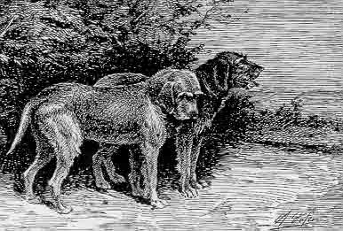 Російська Брудастого гончак - опис, походження, картинки собак, собаки