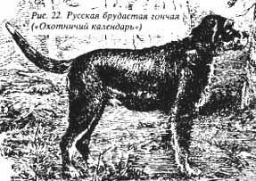 Російські Брудастого, собаки мисливські