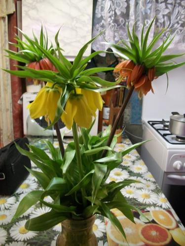 Înghețate sau fritillaria, îngrijirea, cultivarea, udarea, plantarea acasă