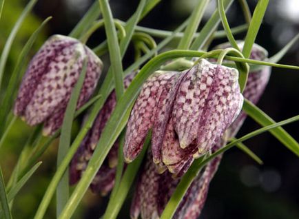 Înghețate sau fritillaria, îngrijirea, cultivarea, udarea, plantarea acasă