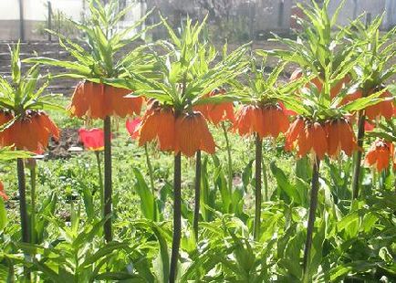 Înghețate sau fritillaria, îngrijirea, cultivarea, udarea, plantarea acasă