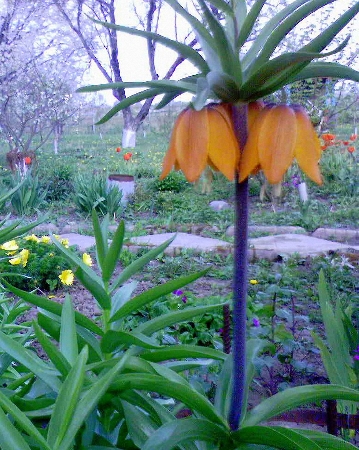 Înghețate sau fritillaria, îngrijirea, cultivarea, udarea, plantarea acasă