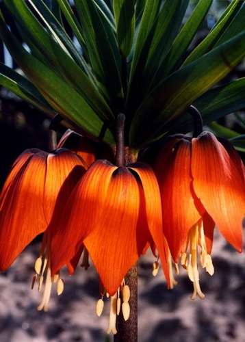 Fritillaria vagy fritillyariya ellátás, termesztés, öntözés, ültetés a home (fritillyariya) Fritillaria vagy fritillyariya ellátás, termesztés, öntözés, ültetés otthon