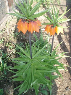 Înghețate sau fritillaria, îngrijirea, cultivarea, udarea, plantarea acasă