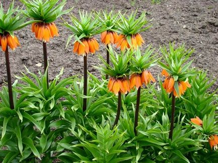 Înghețate sau fritillaria, îngrijirea, cultivarea, udarea, plantarea acasă