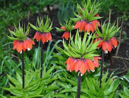 Fritillaria vagy fritillyariya ellátás, termesztés, öntözés, ültetés otthon