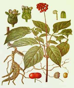 Colectarea și depozitarea plantelor medicinale