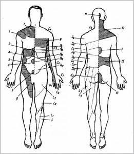 Segment-reflex masaj, reflex-segmentare de masaj