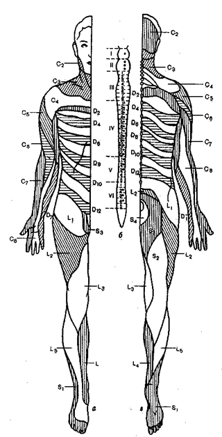 Segment-reflex masaj - stadopedia