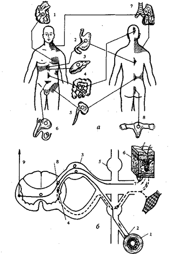 Segment-reflex masaj - stadopedia