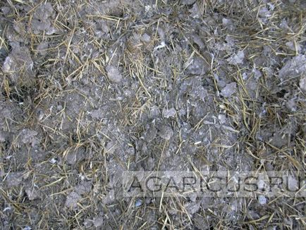 Gombák a pincében (első rész) (Sándor cár szia) Gombák a pincében (első rész)
