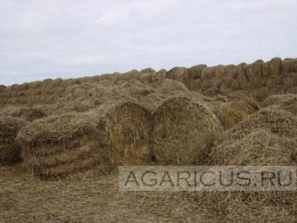 Șampiunele din pivniță (partea întâi)