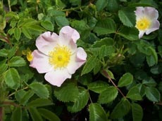 Csipkebogyó - Wild Rose