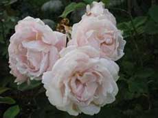 Csipkebogyó - Wild Rose