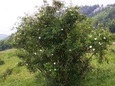 Rosehip este un trandafir sălbatic