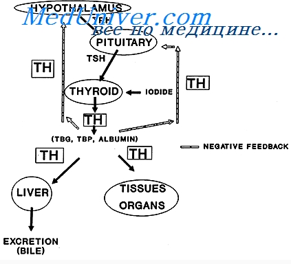 Tiroidian și tractul gastro-intestinal