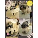 Shih Tzu Haircuts