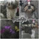 Shih Tzu Haircuts