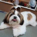 Shih Tzu Haircuts