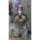 Shih Tzu Haircuts