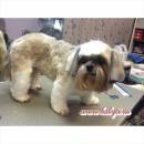 Shih Tzu Haircuts