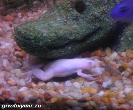 Shrogsevaya broască