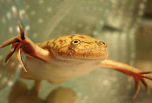 Шпорцевая жаба альбінос - зміст, розмноження