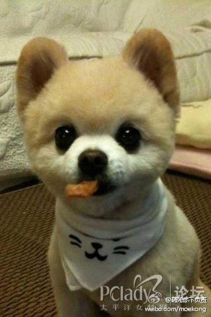 Shunsuke - a leghíresebb kutya Japánban, zoofitosfera blog növények, állatok és érdekes