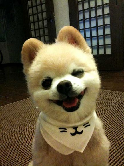 Shunsuke - a leghíresebb kutya Japánban, zoofitosfera blog növények, állatok és érdekes
