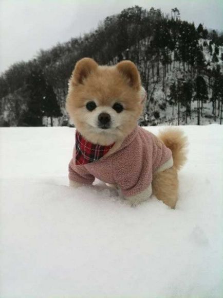 Shunsuke - cel mai faimos câine din Japonia, blogul zoofitosfera despre plante, animale și interesant