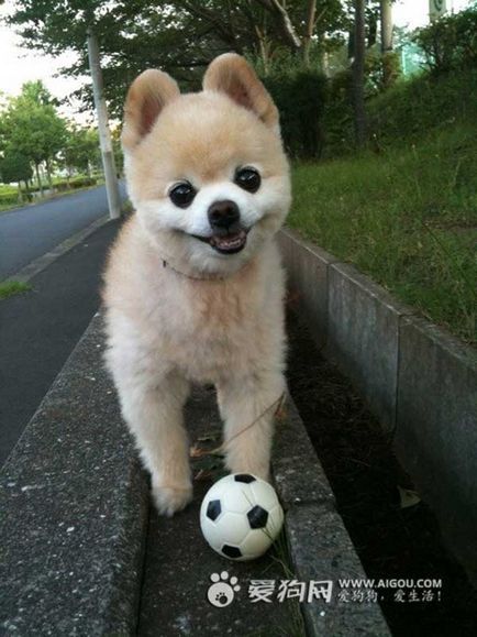 Shunsuke - cel mai faimos câine din Japonia, blogul zoofitosfera despre plante, animale și interesant