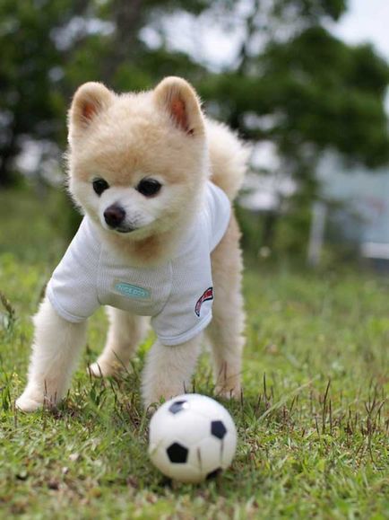 Shunsuke - cel mai faimos câine din Japonia, blogul zoofitosfera despre plante, animale și interesant