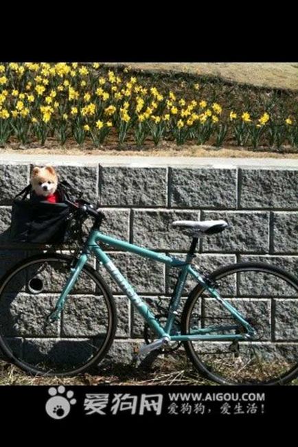 Shunsuke - cel mai faimos câine din Japonia, blogul zoofitosfera despre plante, animale și interesant