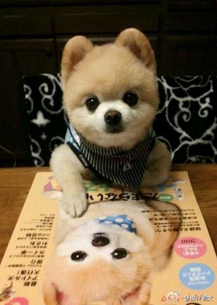 Shunsuke - cel mai faimos câine din Japonia, blogul zoofitosfera despre plante, animale și interesant