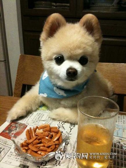 Шунсуке - найзнаменитіша собака в Японії, блог zoofitosfera про рослини, тварин і цікавому