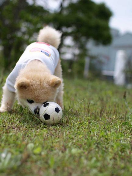 Shunsuke - cel mai faimos câine din Japonia, blogul zoofitosfera despre plante, animale și interesant