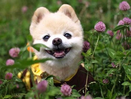 Shunsuke - cel mai faimos câine din Japonia, blogul zoofitosfera despre plante, animale și interesant