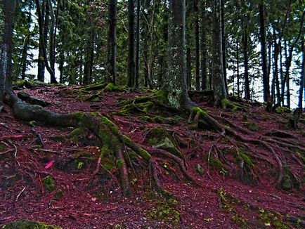 Pădurea Neagră - o capodoperă naturală a Germaniei