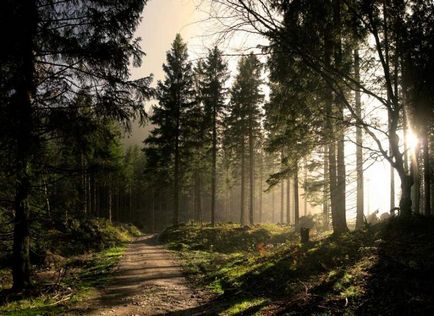 Pădurea Neagră - o capodoperă naturală a Germaniei