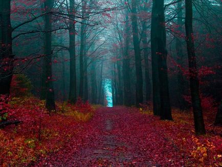 Pădurea Neagră - o capodoperă naturală a Germaniei