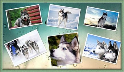 Siberian Husky descriere a rasei, personajului, zoomorph