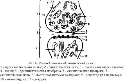 Синапс нервової клітини