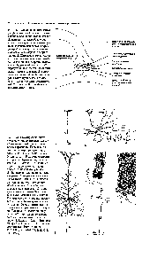 Cleftul sinaptic - manualul chimistului 21
