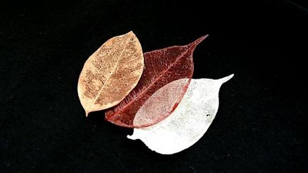 Скелетірованіе листя в домашніх умовах майстер-клас, ls