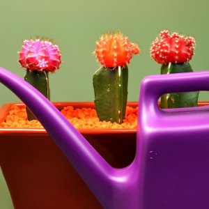 Hányszor és milyen a víz a kaktusz növekedését is különböző helyzetekben