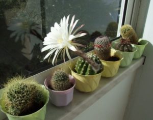 De câte ori și cum să ud cactusul pentru o creștere bună în situații diferite
