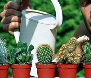 De câte ori și cum să ud cactusul pentru o creștere bună în situații diferite