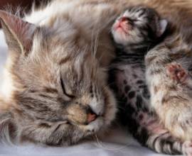 Cât costă Maine Coon Coon?